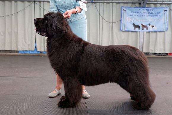 Ch. Disoranto Juliana Blue at Darkpeak (Imp Pol), JW