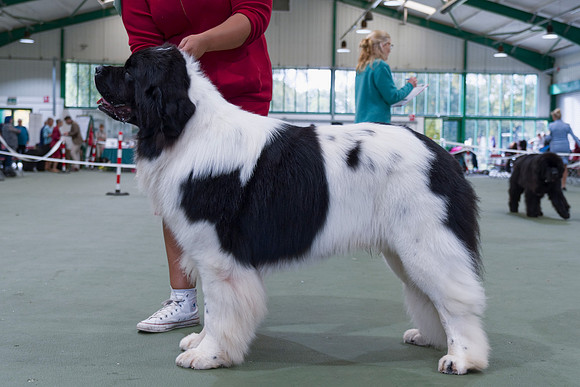 Oukaya Forever Ursa Minor (Imp Fra)